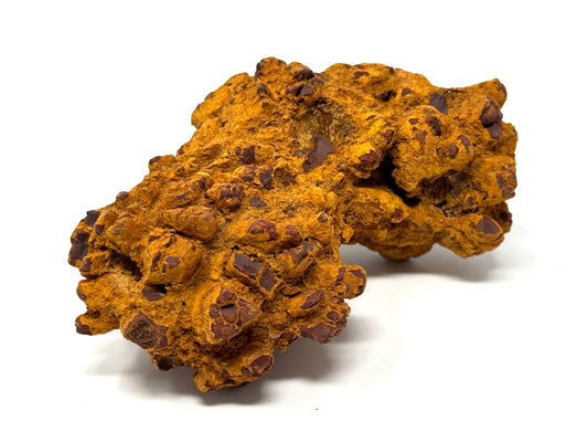 Coprolite Fossil 9.1cm