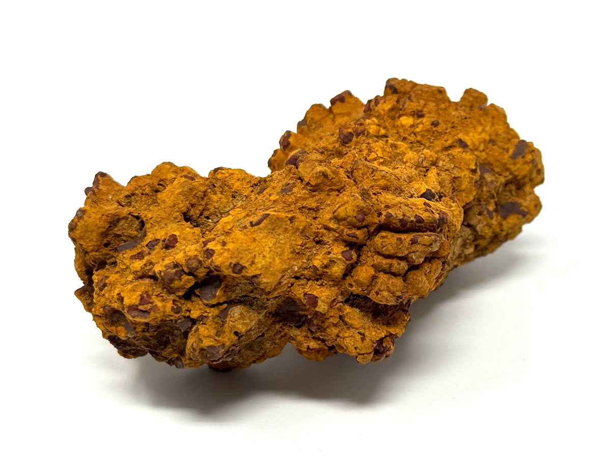 Coprolite Fossil 9.1cm