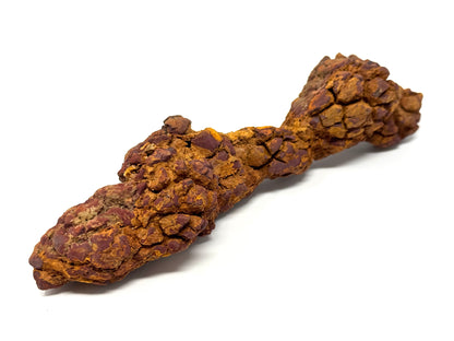 Large coprolite Fossil 17.5cm