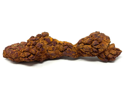 Large coprolite Fossil 17.5cm