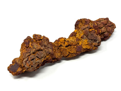 Large coprolite Fossil 17.5cm