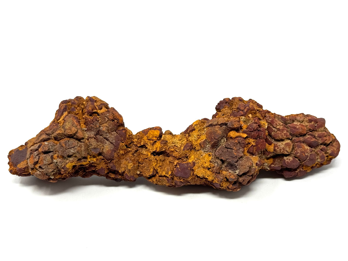 Large coprolite Fossil 17.5cm