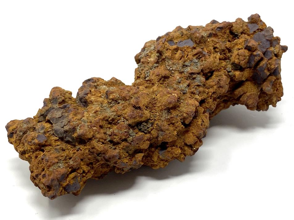 Coprolite Value Coprolite Fossil