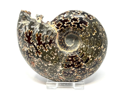 Ammonite Desmoceras Polished 10.3cm
