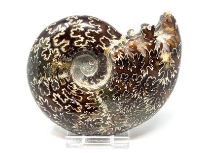 Ammonite Desmoceras Polished 10.3cm
