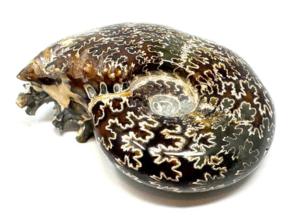 Ammonite Desmoceras Polished 10.3cm