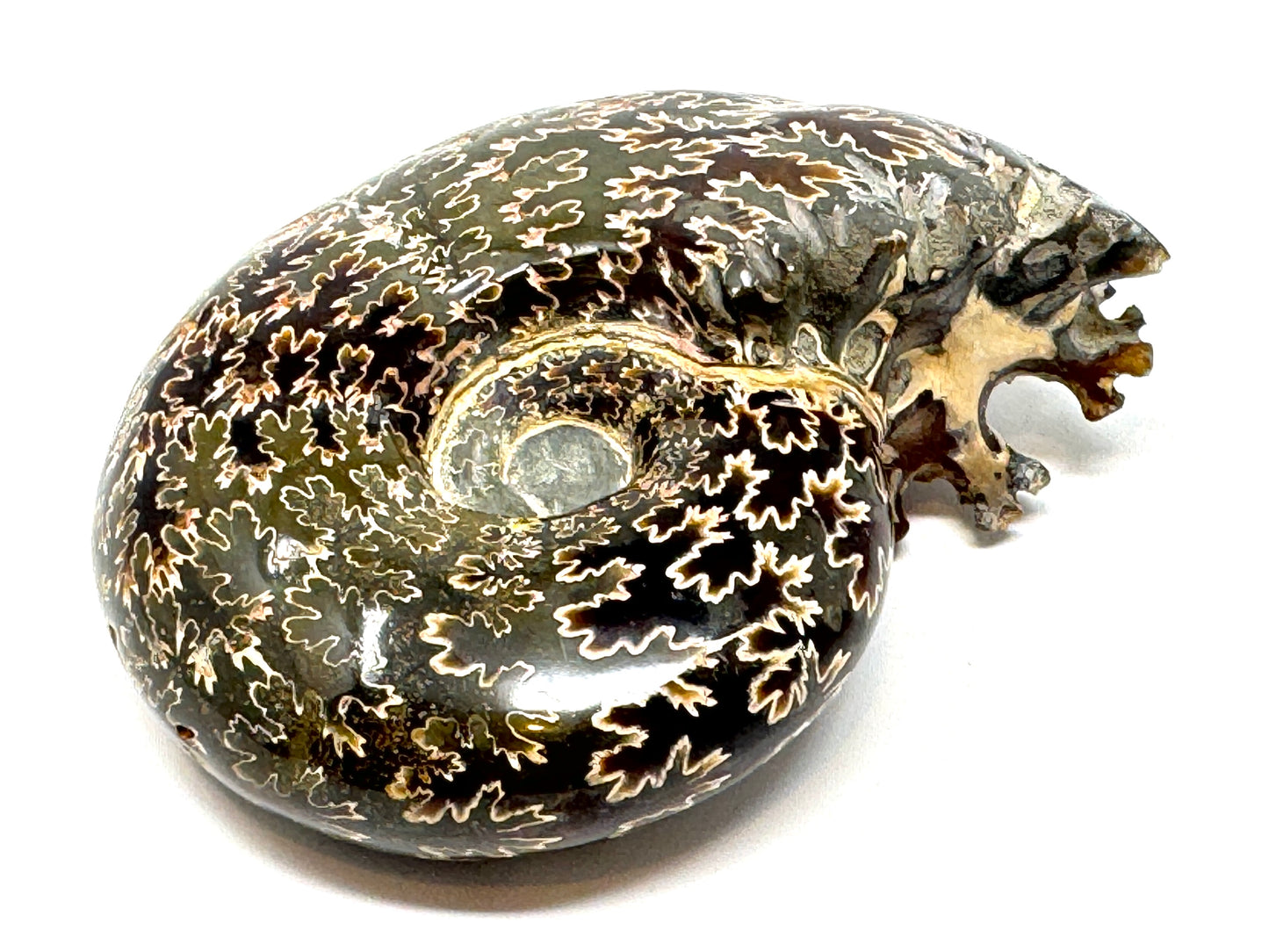 Ammonite Desmoceras Polished 10.3cm