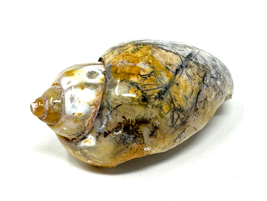 Druzy Agatized Gastropod Fossil Polished 5.7cm