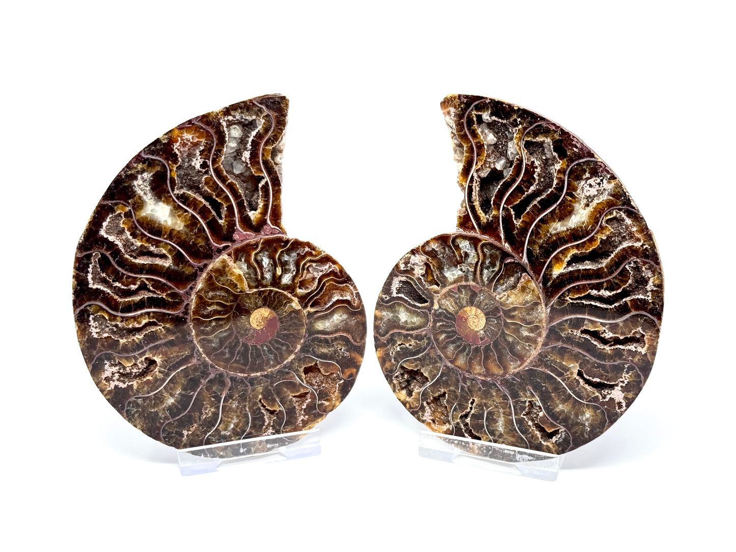 Ammonite Pair 10.5cm