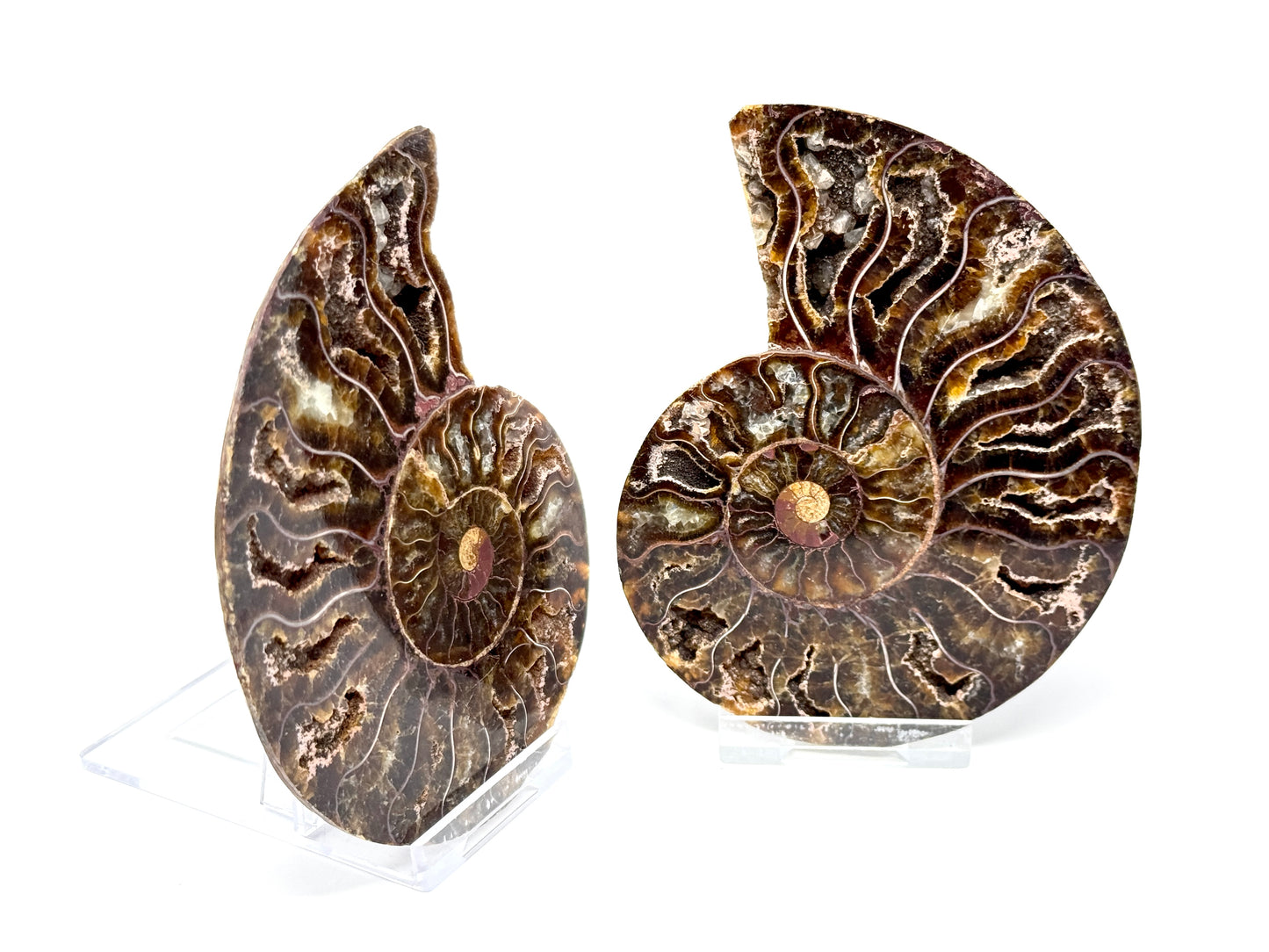 Ammonite Pair 10.5cm