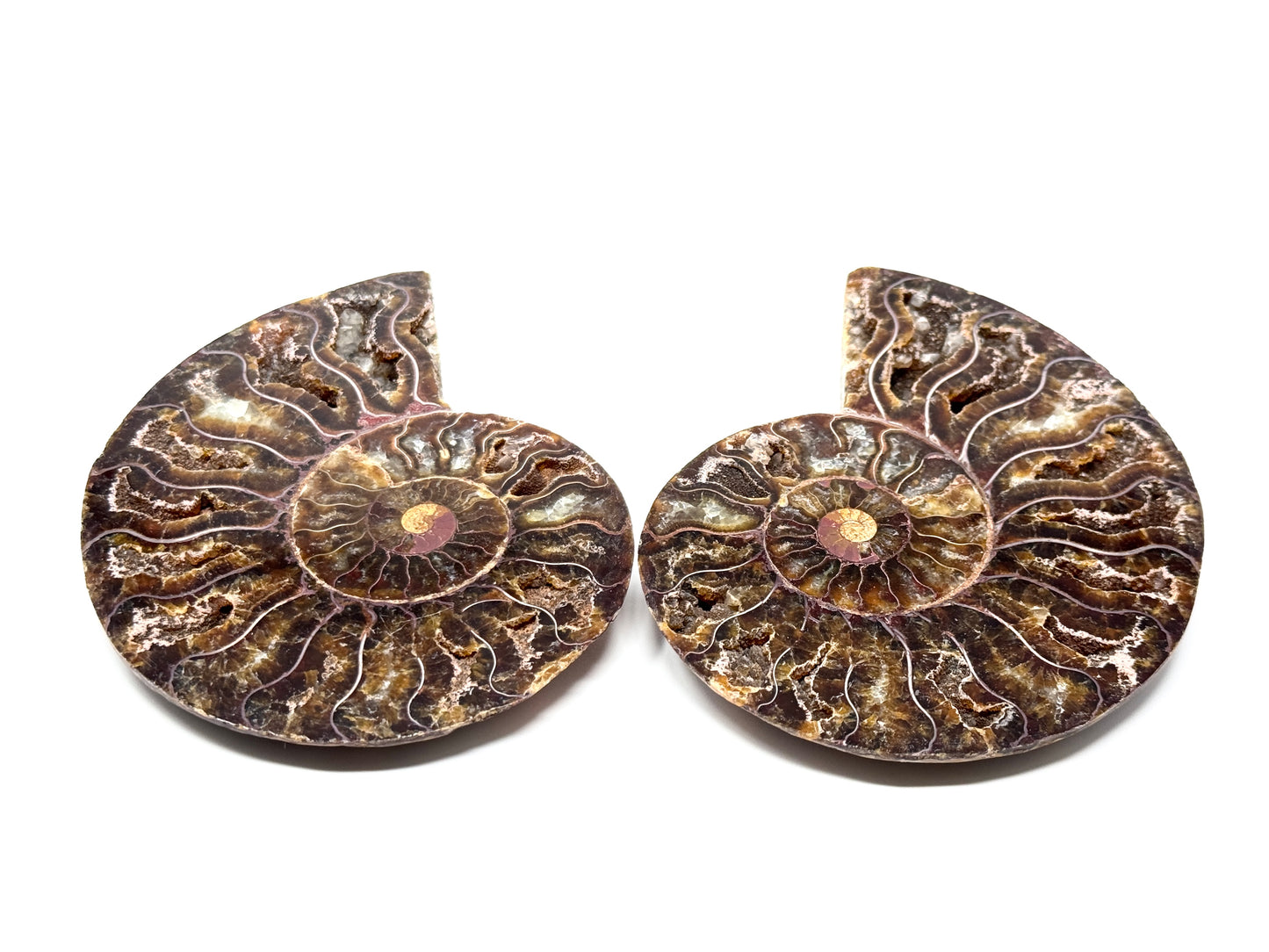 Ammonite Pair 10.5cm