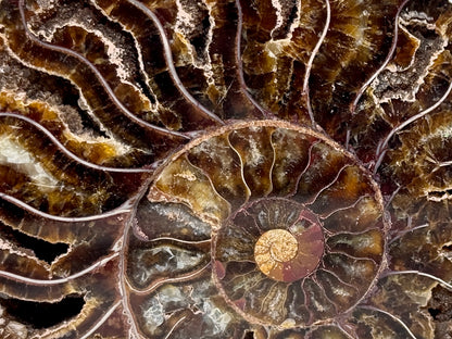 Ammonite Pair 10.5cm