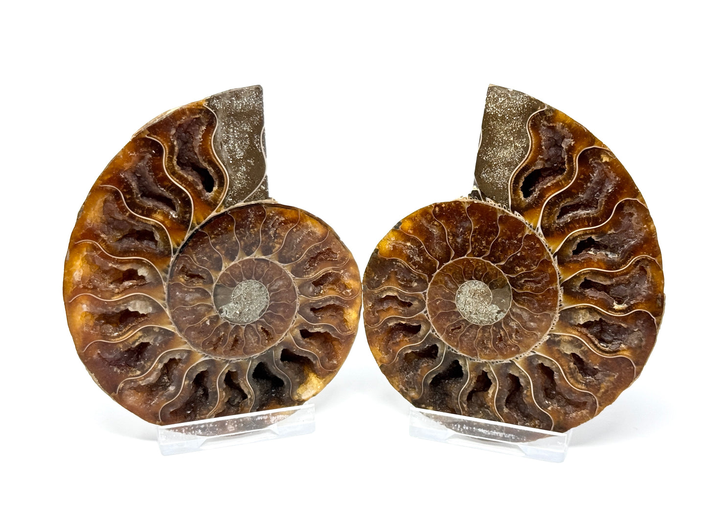 Ammonite Pair 9.2cm