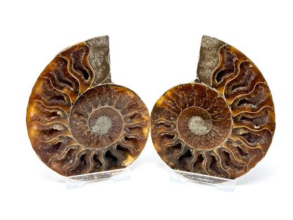 Ammonite Pair 9.2cm