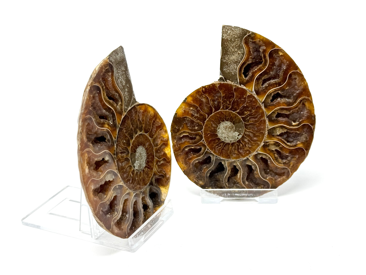 Ammonite Pair 9.2cm