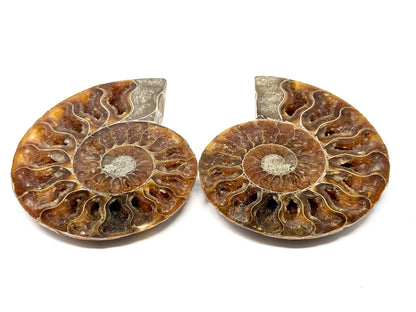 Ammonite Pair 9.2cm