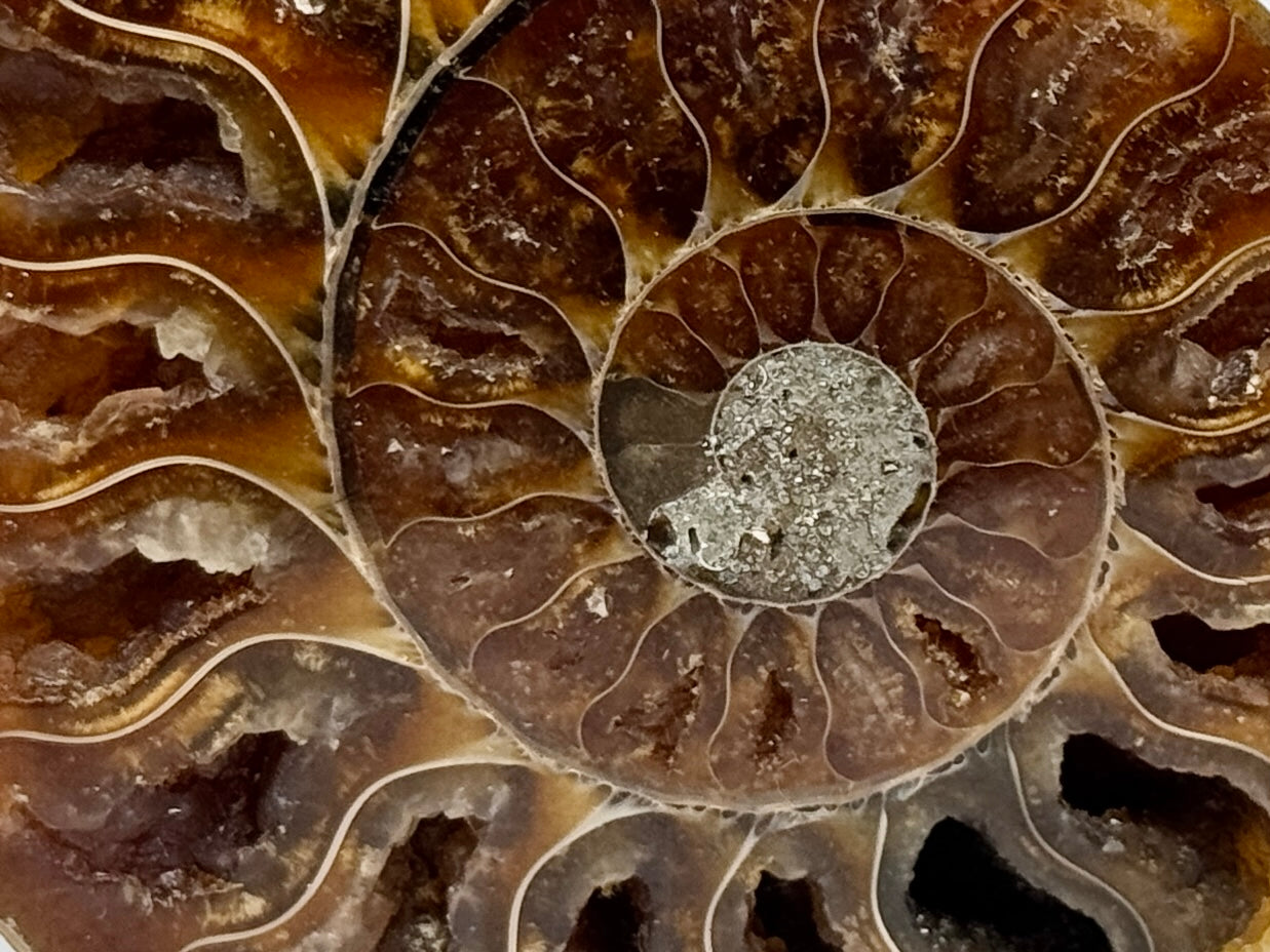 Ammonite Pair 9.2cm