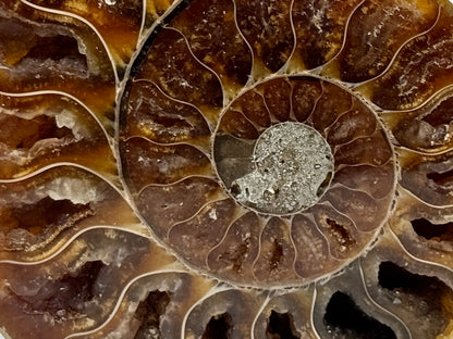 Ammonite Pair 9.2cm