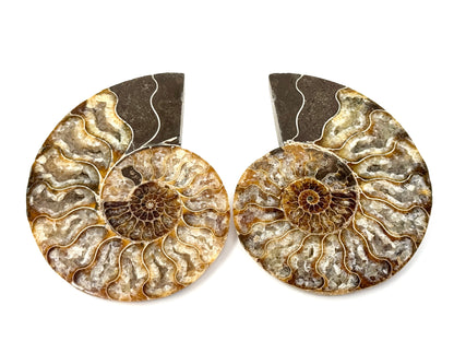 Druzy Ammonite Pair 9.5cm
