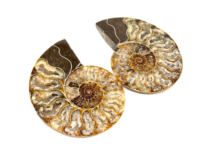 Druzy Ammonite Pair 9.5cm