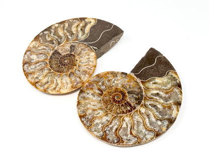 Druzy Ammonite Pair 9.5cm