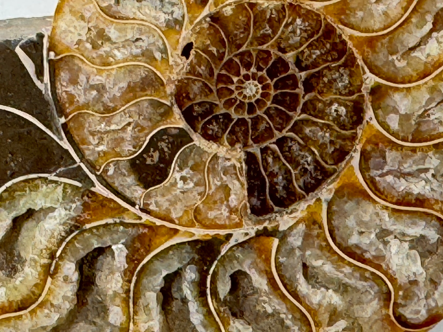 Druzy Ammonite Pair 9.5cm