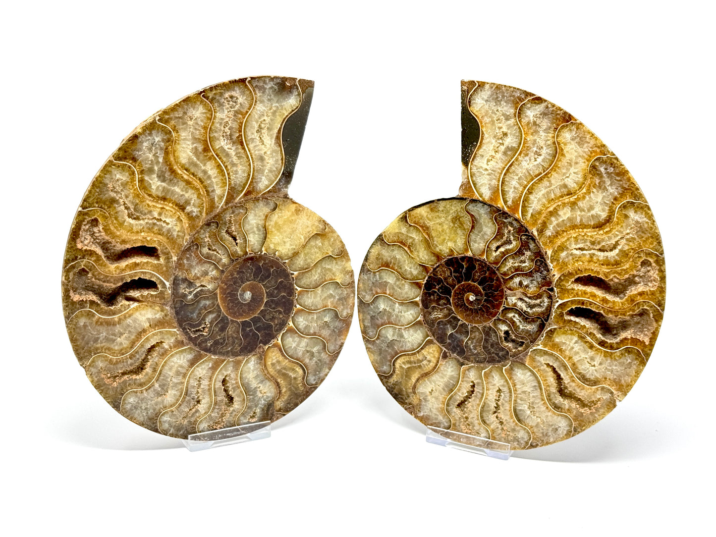 Large Druzy Ammonite Pair 17.5cm