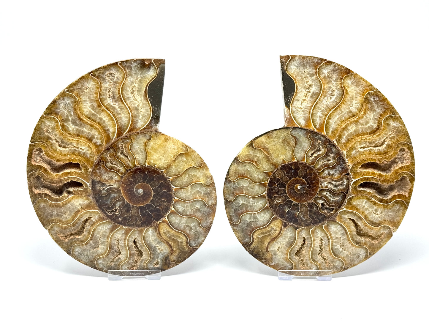 Large Druzy Ammonite Pair 17.5cm