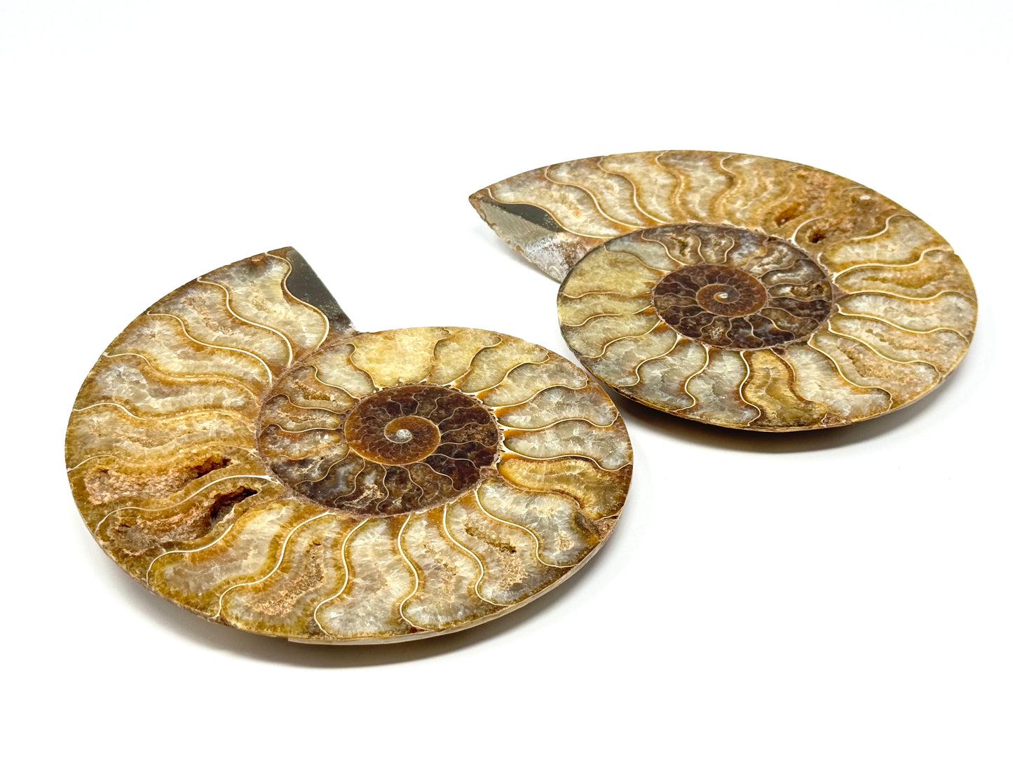 Large Druzy Ammonite Pair 17.5cm