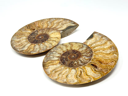 Large Druzy Ammonite Pair 17.5cm