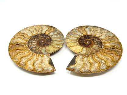 Large Druzy Ammonite Pair 17.5cm