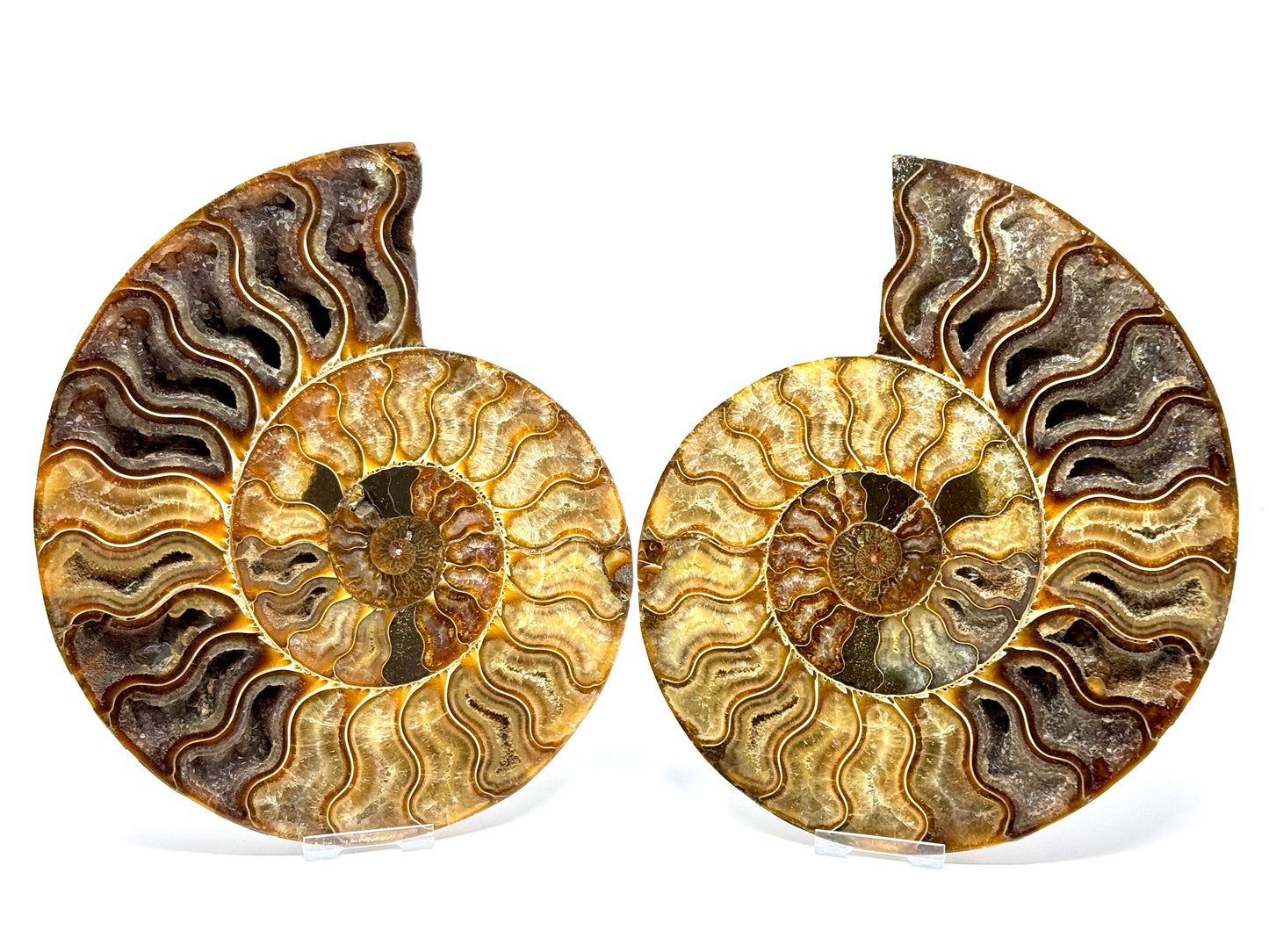 Ammonite Pair Very Large 23cm
