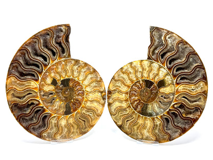 Ammonite Pair Very Large 23cm