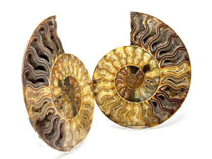 Ammonite Pair Very Large 23cm