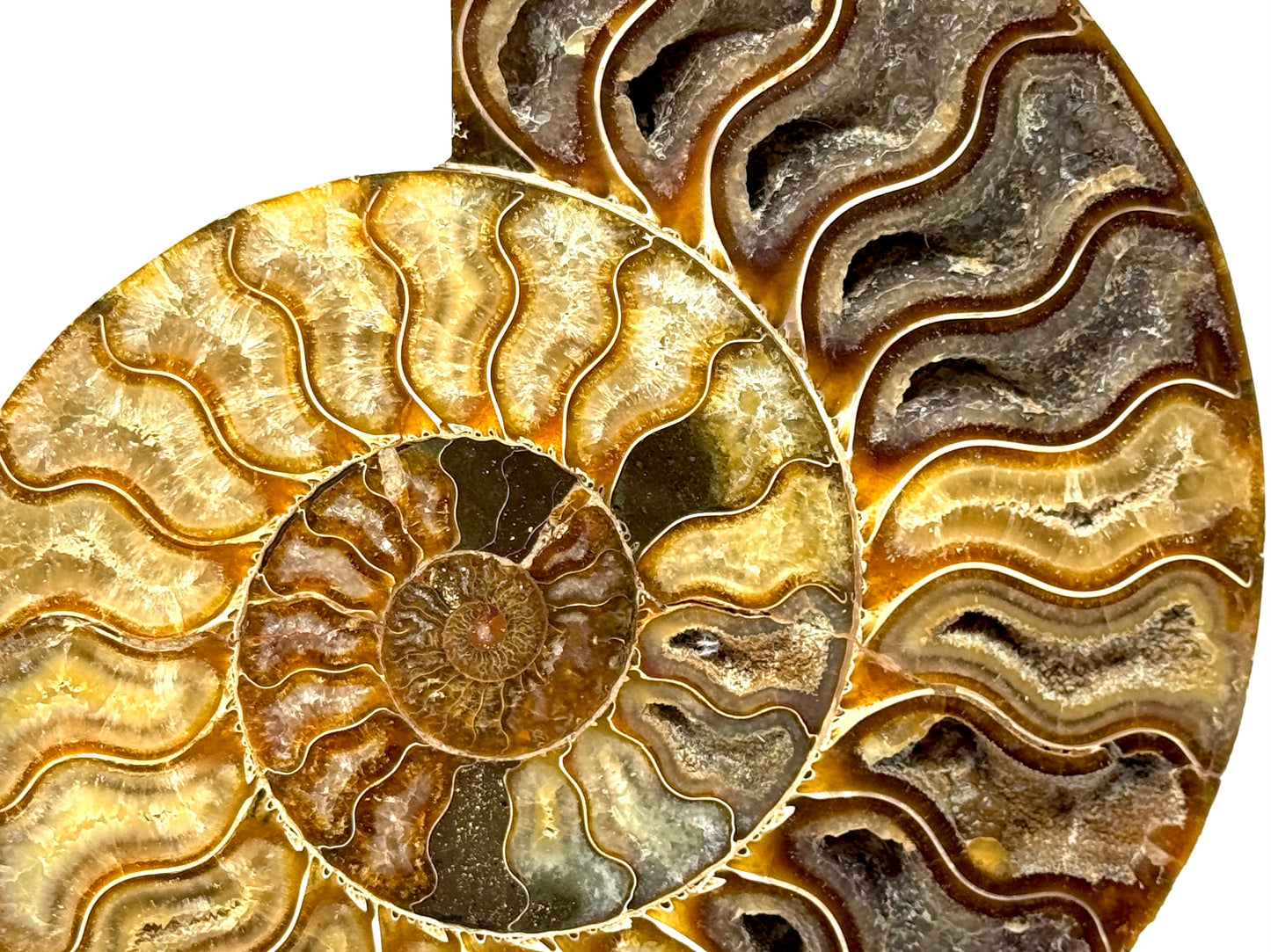 Ammonite Pair Very Large 23cm