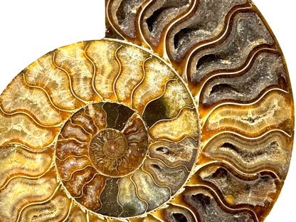 Ammonite Pair Very Large 23cm