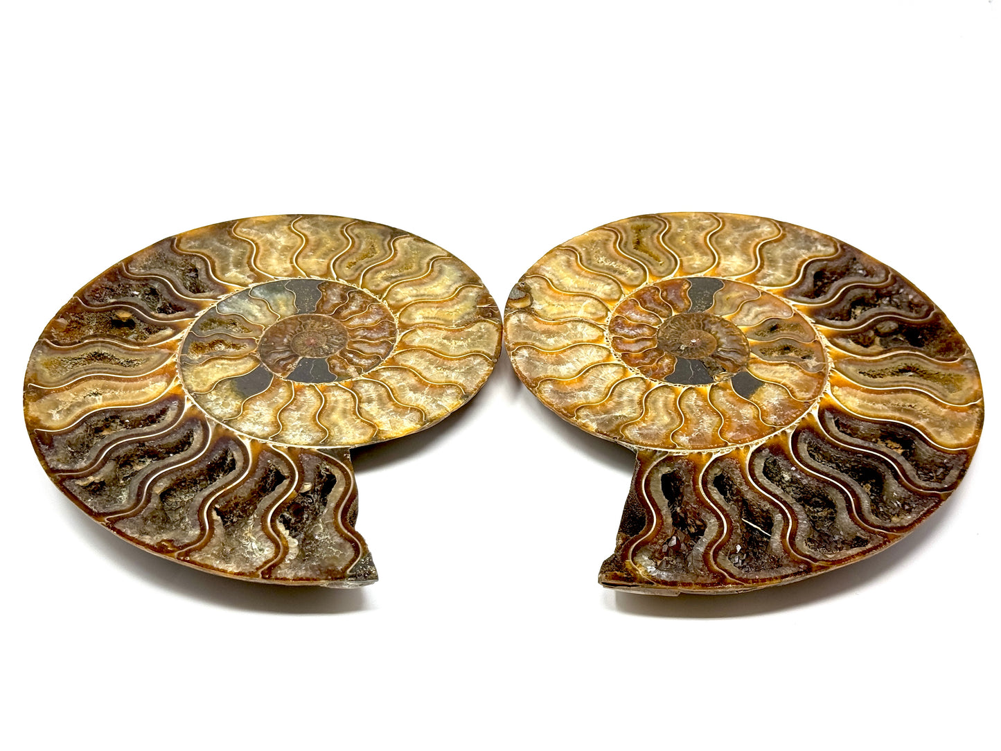 Ammonite Pair Very Large 23cm