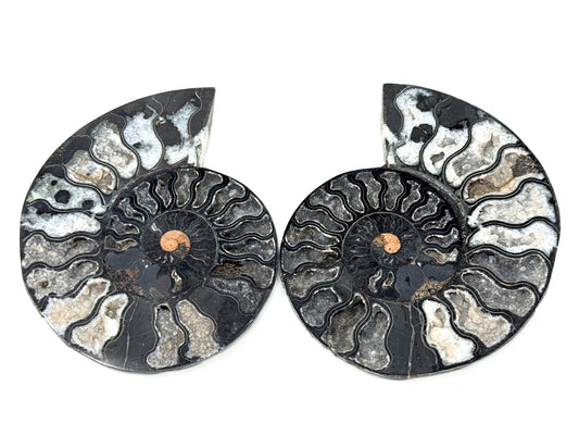 Large Druzy Black Ammonite Pair 17cm