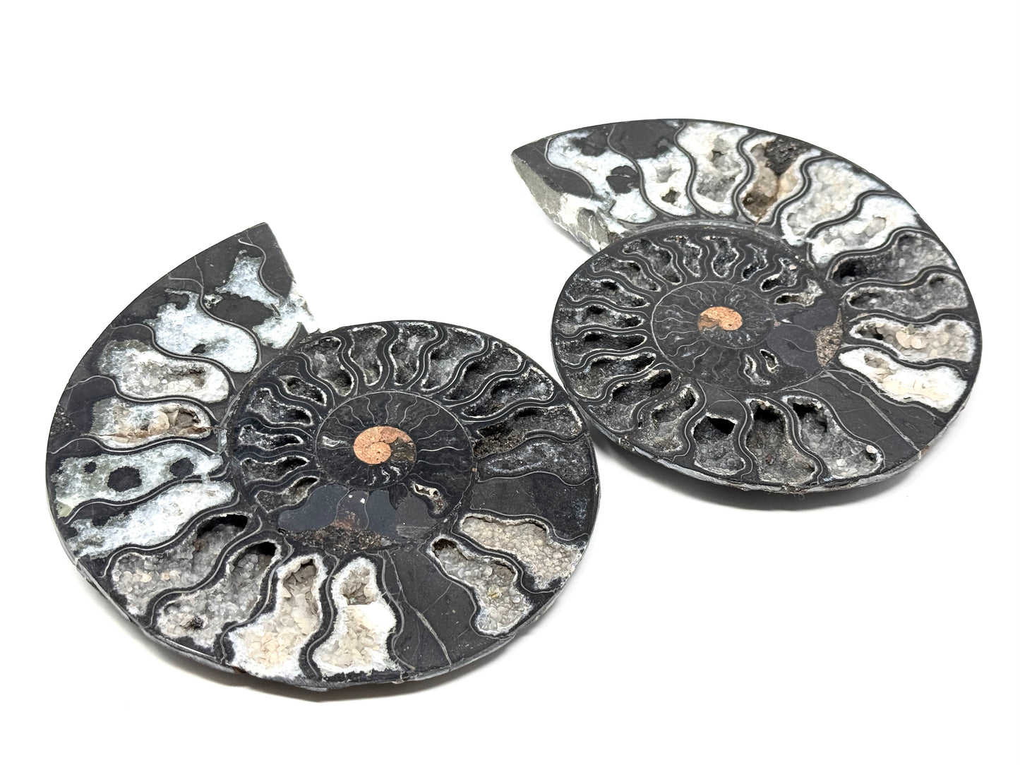 Large Druzy Black Ammonite Pair 17cm