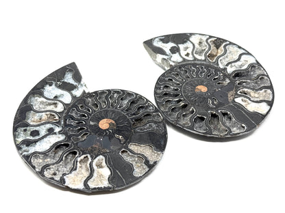 Large Druzy Black Ammonite Pair 17cm