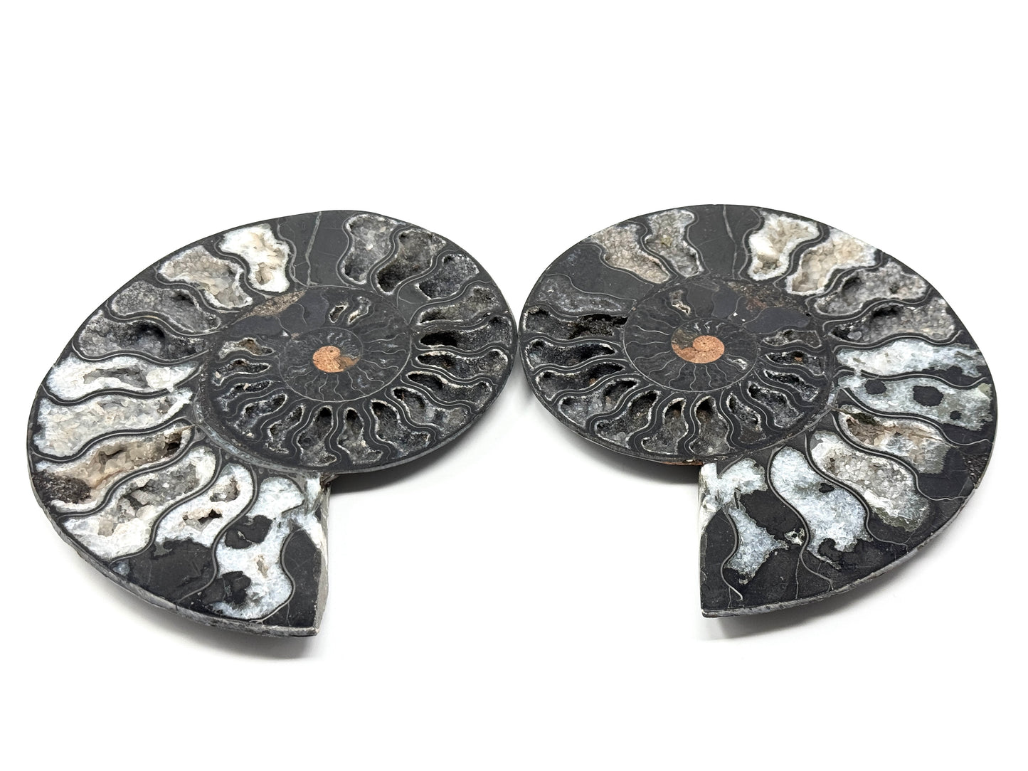 Large Druzy Black Ammonite Pair 17cm