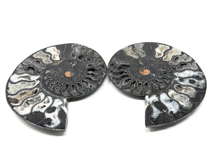 Large Druzy Black Ammonite Pair 17cm