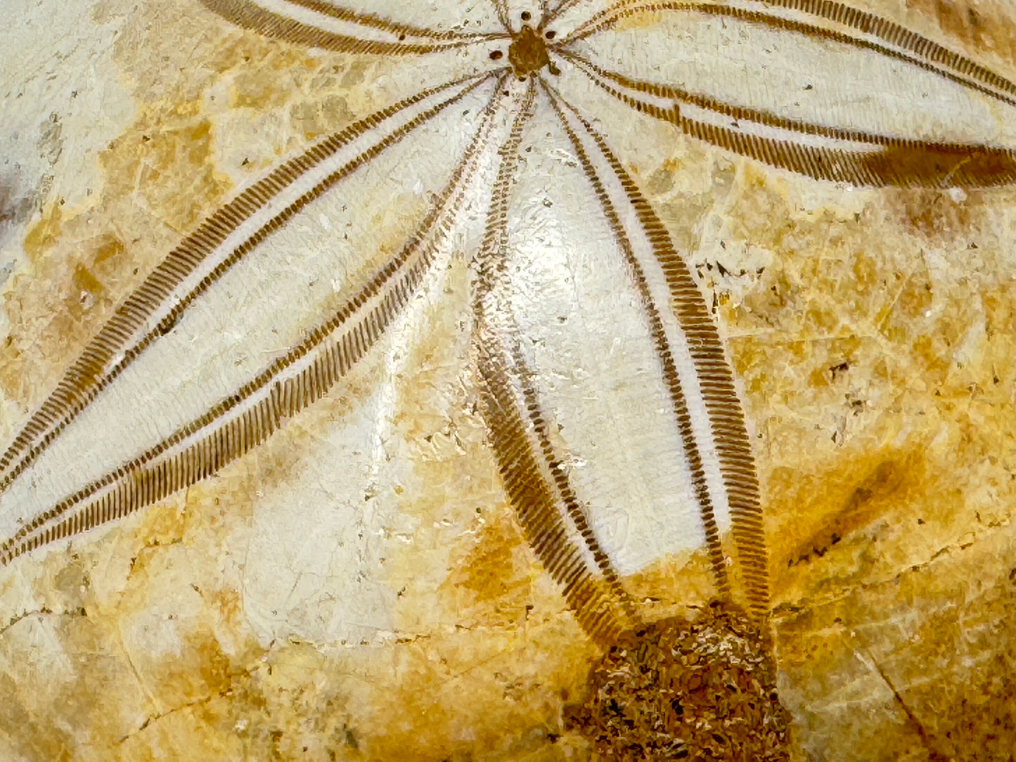 Polished Echinoid Fossil 8cm