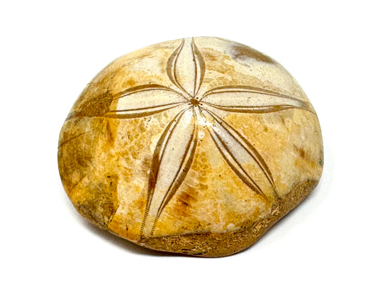 Polished Echinoid Fossil 8cm