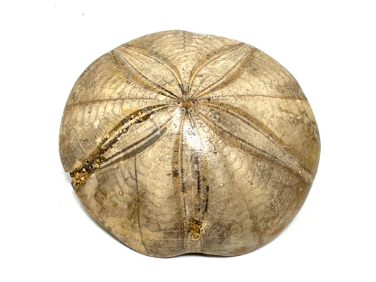 Polished Echinoid Fossil 8cm