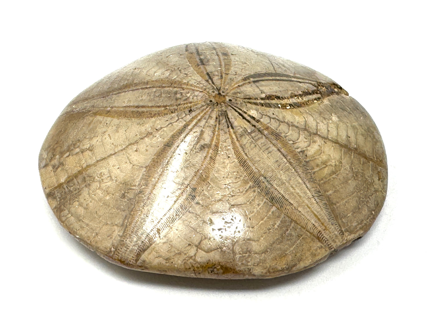Polished Echinoid Fossil 8cm