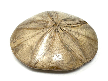 Polished Echinoid Fossil 8cm