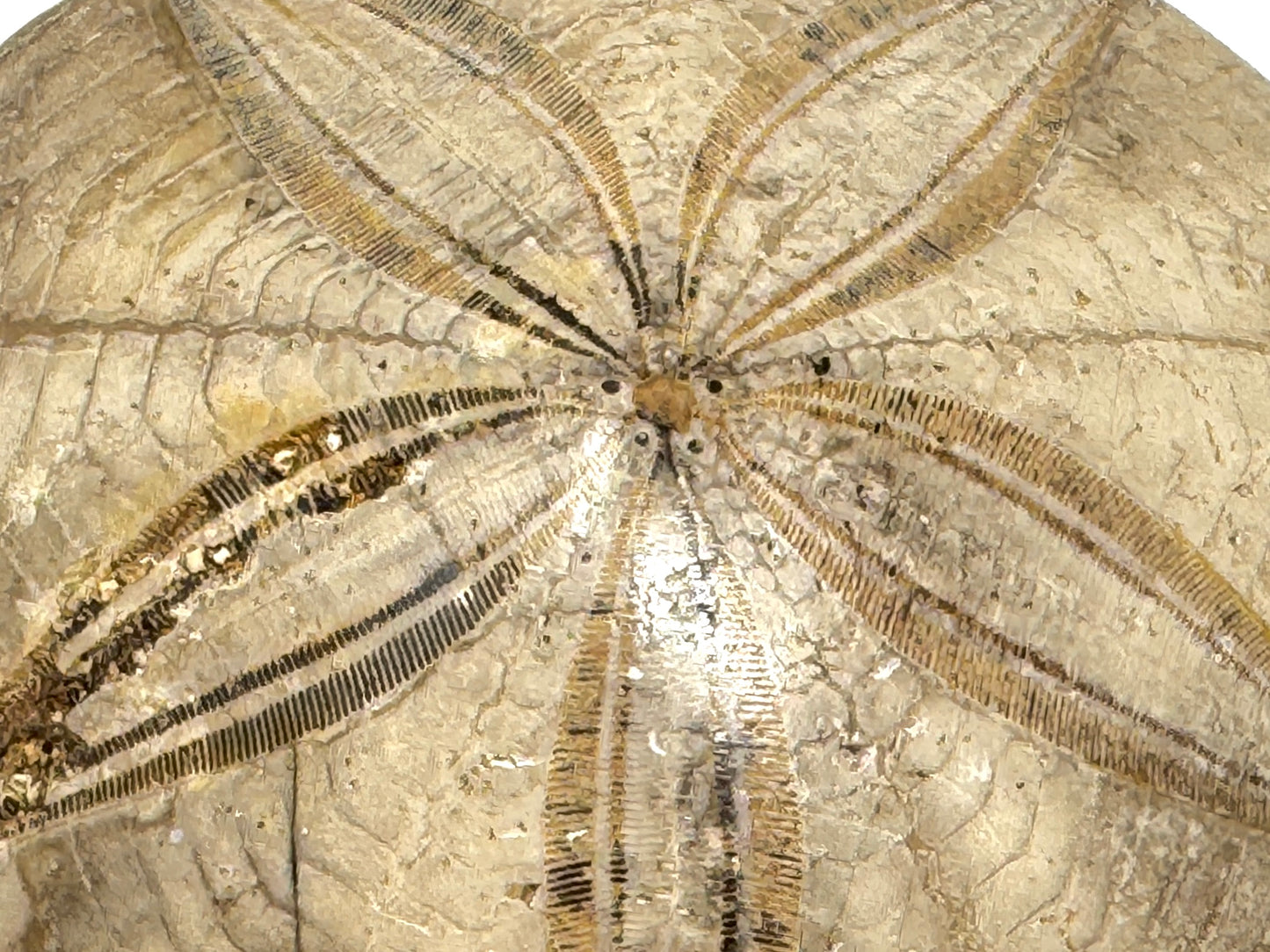 Polished Echinoid Fossil 8cm