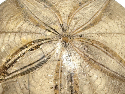 Polished Echinoid Fossil 8cm