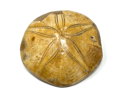 Polished Echinoid Fossil 7cm